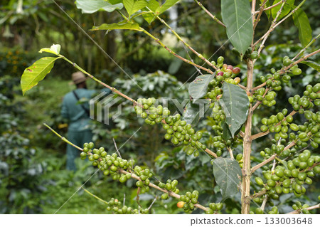 man harvesting seeds on plant Coffee plantation detail close up 133003648