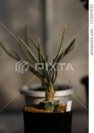 Close-up of Astrophytum caput-medusae with its long, grey-green leaves emerging from a beautifully patterned stem, in a simple pot. 133003810