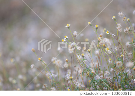 A serene meadow of slender stems and tiny yellow blooms, dotted with fluffy dandelion seeds. Soft, dreamy background conveys calm, nature, and peaceful moments outdoors. A serene meadow of slender stems and tiny yellow blooms, dotted with fluffy dandelion seeds. Soft, dreamy background conveys calm, nature, and peaceful moments outdoors. 133003812
