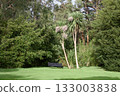 Peaceful garden scene with palm trees and empty bench 133003838
