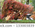 Japanese Maple Tree in Autumn Foliage 133003839