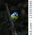 Eurasian Blue Tit Perched on Weathered Branch Against Dark Background 133003846