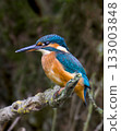 Kingfisher perched on branch with blurred natural background 133003848