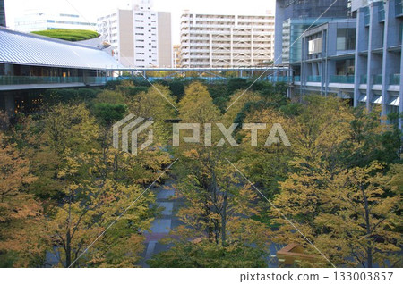 銀杏束 133003857