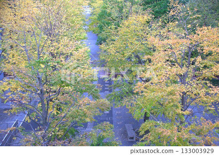 Ginkgo bunches 133003929