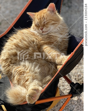 Sleeping cat relaxing outdoors in a hammock on a sunny day Sleeping cat relaxing outdoors in a hammock on a sunny day 133004184