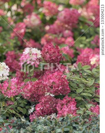 Pink hydrangeas in full bloom with green leaves, natural background for spring concepts Pink hydrangeas in full bloom with green leaves, natural background for spring concepts 133004213