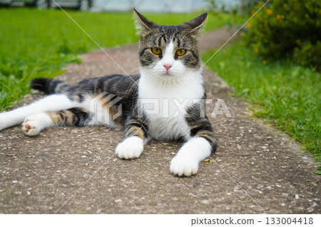 The cat lies on the path in the yard near the green grass. The cat lies on the path in the yard near the green grass. 133004418