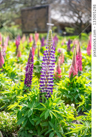 Lupine (Nabana Village) 133005298