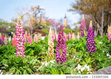 Lupine (Nabana Village) 133005300