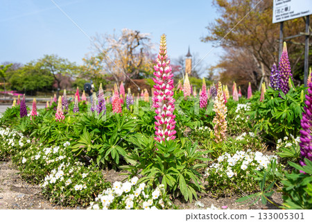 Lupine (Nabana Village) 133005301