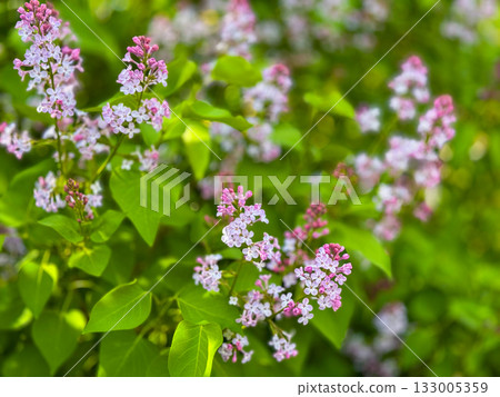 Bright lilac flowers in green leaves create vibrant spring garden scene. Bright lilac flowers in green leaves create vibrant spring garden scene. 133005359