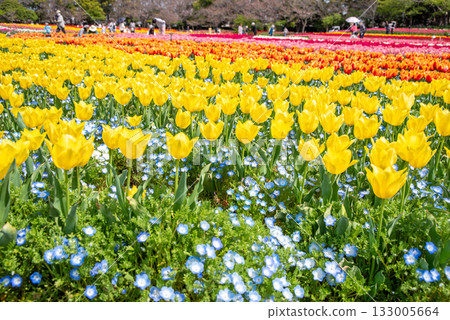 Tulips and nemophila (Nabana Village, Mie Prefecture) 133005664