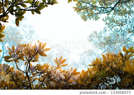 Foliage at the edges of this picture. Nature frame 133006073
