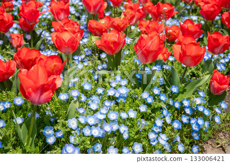 Tulip fields with nemophila flowers planted together (Nabana Village, Mie Prefecture) 133006421