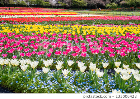 Tulip fields with nemophila flowers planted together (Nabana Village, Mie Prefecture) Tulip fields with nemophila flowers planted together (Nabana Village, Mie Prefecture) 133006428