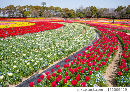 Tulip fields with nemophila flowers planted together (Nabana Village, Mie Prefecture) Tulip fields with nemophila flowers planted together (Nabana Village, Mie Prefecture) 133006429