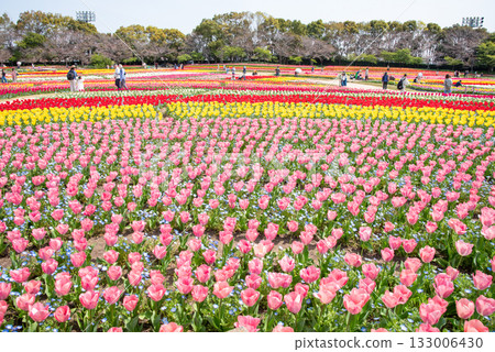 Tulip fields with nemophila flowers planted together (Nabana Village, Mie Prefecture) Tulip fields with nemophila flowers planted together (Nabana Village, Mie Prefecture) 133006430
