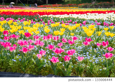 鬱金香田與粉紅蝶花混種在一起(三重縣名花村) 鬱金香田與粉紅蝶花混種在一起(三重縣名花村) 133006444