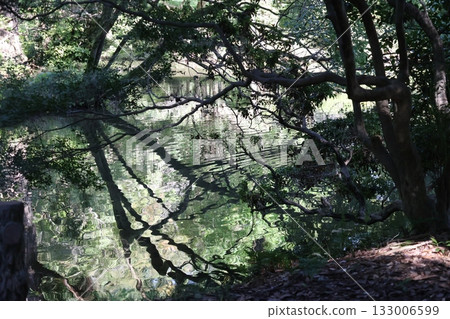 Park landscape with green trees forest and pond Park landscape with green trees forest and pond 133006599