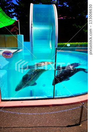 Noboribetsu Marine Park Nixe Seal Ring Pool 133006630