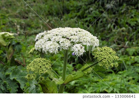 A beautiful compound umbel of white flowers resembling an upside-down bowl seen on Rebun Island, Hokkaido. 133006641