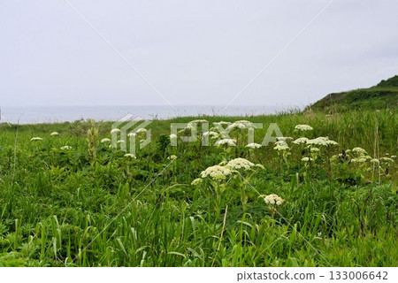 北海道禮文島的草原上生長著一簇簇美麗的白色複繖形花序。 133006642