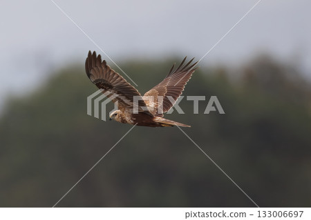 一隻沼澤鷂飛過河岸 133006697