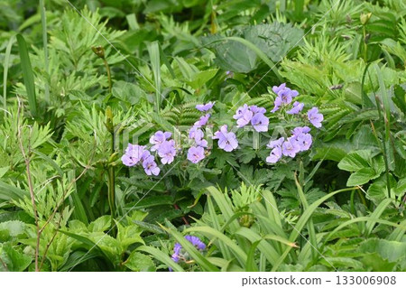 A beautiful bunch of pale purple flowers of the Chishima Geranium in a flowering meadow seen on Rebun Island, Hokkaido. 133006908