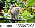 父母和小孩的猴子 133007208