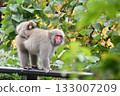 父母和小孩的猴子 133007209