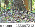 一隻雌性銅雞在森林中漫步 133007212