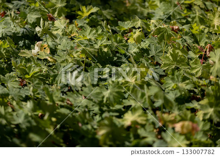 Experience the Majestic Lush Green Foliage Thriving in Its Natural Habitat and Ecosystem 133007782