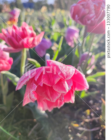 Blooming tulip close-up. Blooming tulip flower with pink petals and frost on a sunny spring morning. Blossoming blooming flower tulip growing in the ground. Petals covered with snow ice 133007790