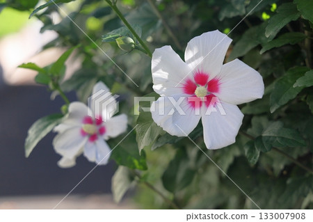 Refreshing flower of Mukuge 133007908