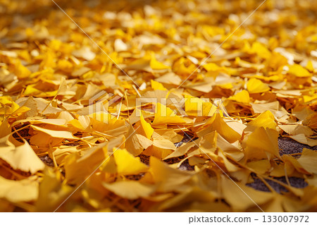 秋日的背景上覆蓋著落下的金黃色銀杏葉。 133007972