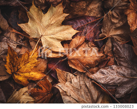 Autumn background with colorful fallen leaves Autumn background with colorful fallen leaves 133008023