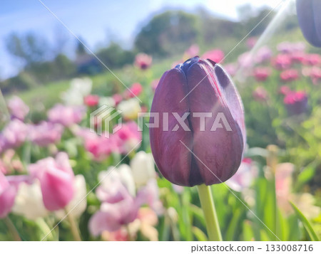Varietal blooming tulip close up. Growing blossoming flower with red burgundy petals on background blurred multicolored flowering flowers on sunny spring day. Sunlight Natural background Varietal blooming tulip close up. Growing blossoming flower with red burgundy petals on background blurred multicolored flowering flowers on sunny spring day. Sunlight Natural background 133008716