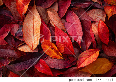 Autumn leaves texture background 133008741