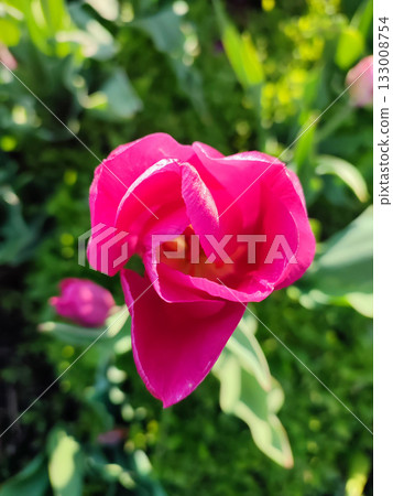 Blooming tulip flower. Blooming tulip flower with pink petal in inflorescence on sunny spring morning. Blooming of blossoming red tulip flower growing in ground. Natural background. Tulip Blooming tulip flower. Blooming tulip flower with pink petal in inflorescence on sunny spring morning. Blooming of blossoming red tulip flower growing in ground. Natural background. Tulip 133008754