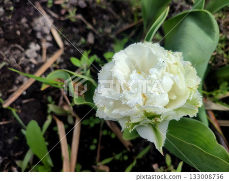 Blooming tulip flower. Blooming tulip flower with white petal in inflorescence on sunny spring morning. Blooming of blossoming white tulip flower growing ground. Natural background. Tulip 133008756
