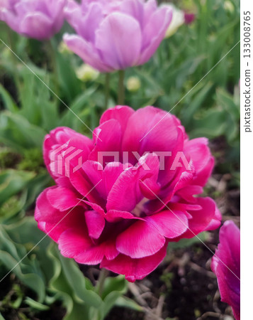 Blooming tulip flower. Blooming tulip flower with pink petal in inflorescence on sunny spring morning. Blooming of blossoming red tulip flower growing in ground. Natural background. Tulip Blooming tulip flower. Blooming tulip flower with pink petal in inflorescence on sunny spring morning. Blooming of blossoming red tulip flower growing in ground. Natural background. Tulip 133008765