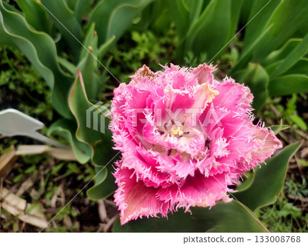 Blooming tulip flower. Blooming tulip flower with pink petal in inflorescence on sunny spring morning. Blooming of blossoming red tulip flower growing in ground. Natural background. Tulip 133008768