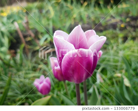 Blooming tulip flower. Blooming tulip flower with purple petal in inflorescence on sunny spring morning. Blooming of blossoming white tulip flower growing ground. Natural background. Tulip 133008779