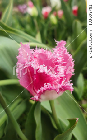 Blooming tulip flower. Blooming tulip flower with pink petal in inflorescence on sunny spring morning. Blooming of blossoming red tulip flower growing in ground. Natural background. Tulip Blooming tulip flower. Blooming tulip flower with pink petal in inflorescence on sunny spring morning. Blooming of blossoming red tulip flower growing in ground. Natural background. Tulip 133008781