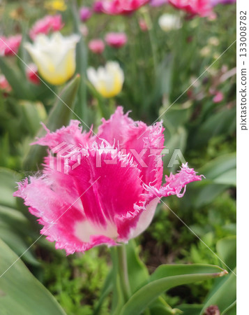 Blooming tulip flower. Blooming tulip flower with pink petal in inflorescence on sunny spring morning. Blooming of blossoming red tulip flower growing in ground. Natural background. Tulip Blooming tulip flower. Blooming tulip flower with pink petal in inflorescence on sunny spring morning. Blooming of blossoming red tulip flower growing in ground. Natural background. Tulip 133008782