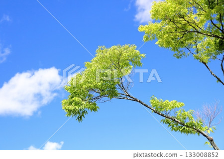 Shining Zelkova leaves Shining Zelkova leaves 133008852