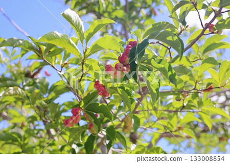 可愛的玉蘭花 133008854