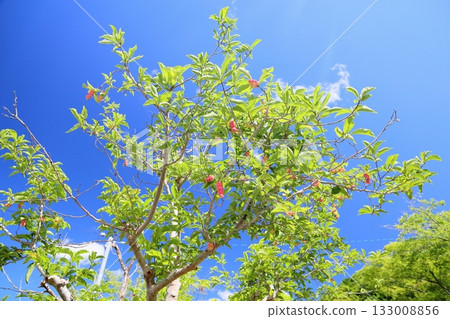 可愛的玉蘭花 可愛的玉蘭花 133008856