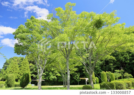 Refreshing, shining zelkova leaves Refreshing, shining zelkova leaves 133008857